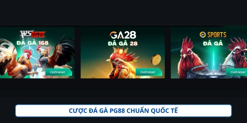 PG88 – Nền Tảng Cá Cược Trực Tuyến Dành Cho Người Chơi 18+ Sảnh đá gà bao gồm những trận đấu trực tiếp từ trường gà quốc tế